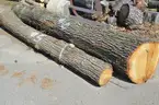 Group of Wood Logs - Black Walnut, OAK &#x26; Pine