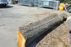 Group of Wood Logs - Black Walnut, OAK &#x26; Pine