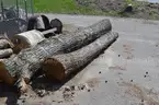 Group of Wood Logs - Black Walnut, OAK &#x26; Pine
