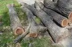Group of Wood Logs - Black Walnut, OAK &#x26; Pine