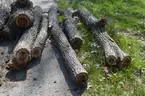 Group of Wood Logs - Black Walnut, OAK &#x26; Pine