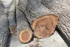 Group of Wood Logs - Black Walnut, OAK &#x26; Pine