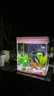 Lot of 5   Glass Fish Tank (W7” × L9” × H10”)   Tank Only, Accessories Not Included ( 6-02)