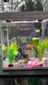 Lot of 5   Glass Fish Tank (W7” × L9” × H10”)   Tank Only, Accessories Not Included ( 6-02)