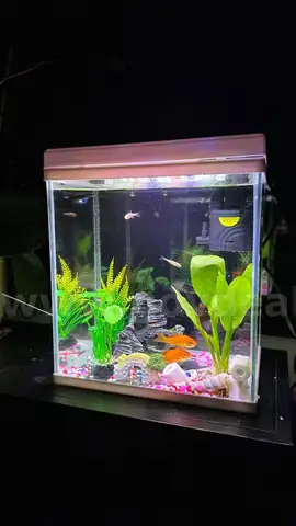 SHIPPING AVAILABLE Glass Fish Tank (W7&#x201D; &#xD7; L9&#x201D; &#xD7; H10&#x201D;) &#x2013;( 6-02)