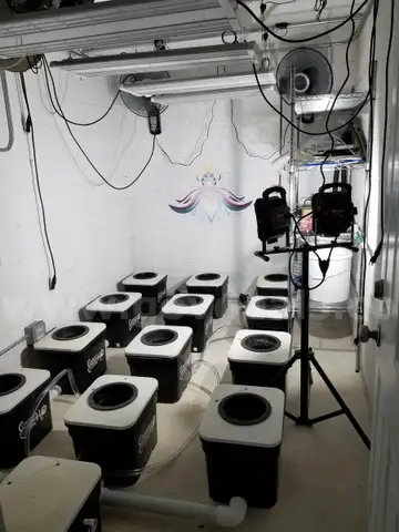 Entire Current Culture XL12 Under Current Hydroponic System
