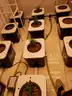 Entire Current Culture XL12 Under Current Hydroponic System