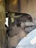 2001 Caterpillar 980G 4WD Articulated Wheel Loader