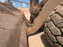 2006 Caterpillar 980H 4WD Articulated Wheel Loader