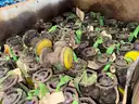 Valves, Gate, Ball, Check, Globe, Butterfly, .50 in to 6in, 150# to 800#, CS, SS, 1 LOT