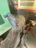 Hotsy Pressure Washer