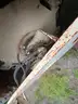 2005 Ingersoll Rand SD100D TF Smooth Drum Vibratory Roller (Inoperable)
