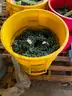 Lot of Miniature Lights (Christmas Lights)