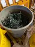 Lot of Miniature Lights (Christmas Lights)