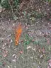 Half acre vacant lot in Baldwin, Lake CO. MI with views of Bush Lake! Rec capital of MI!