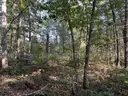 Half acre vacant lot in Baldwin, Lake CO. MI with views of Bush Lake! Rec capital of MI!
