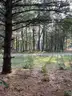 Half acre vacant lot in Baldwin, Lake CO. MI with views of Bush Lake! Rec capital of MI!