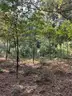 Half acre vacant lot in Baldwin, Lake CO. MI with views of Bush Lake! Rec capital of MI!
