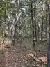 Half acre vacant lot in Baldwin, Lake CO. MI with views of Bush Lake! Rec capital of MI!