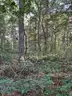 Half acre vacant lot in Baldwin, Lake CO. MI with views of Bush Lake! Rec capital of MI!