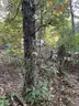 Half acre vacant lot in Baldwin, Lake CO. MI with views of Bush Lake! Rec capital of MI!