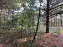 Half acre vacant lot in Baldwin, Lake CO. MI with views of Bush Lake! Rec capital of MI!