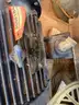 Metering & Industrial Pumps, Electric Motors, Immersion Heaters, Engines & Blower, 1 Lot