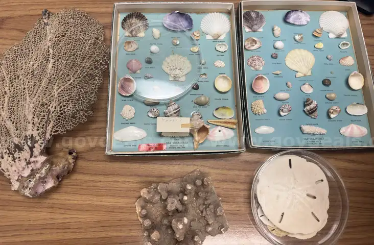 Assorted Marine Specimen