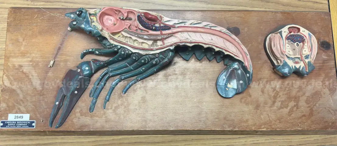 Dissection Model of Crayfish
