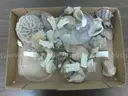 Marine Biology Specimen Collection