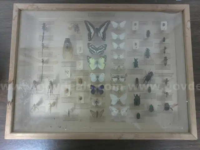 Assortment of Science Specimen