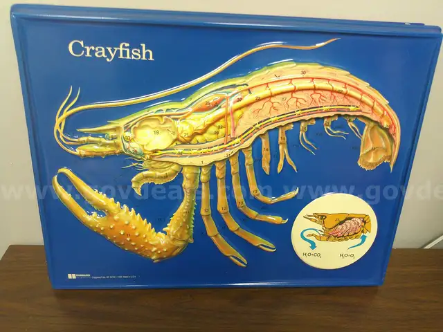 Educational displays/diagrams