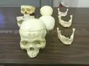Assortment of Anatomy Models