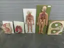 Assortment of Anatomy Models