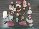 Assortment of Anatomy Models