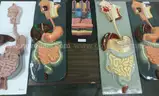 Assortment of Anatomy Models