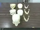 Assortment of Anatomy Models