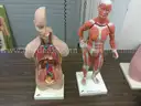 Assortment of Anatomy Models