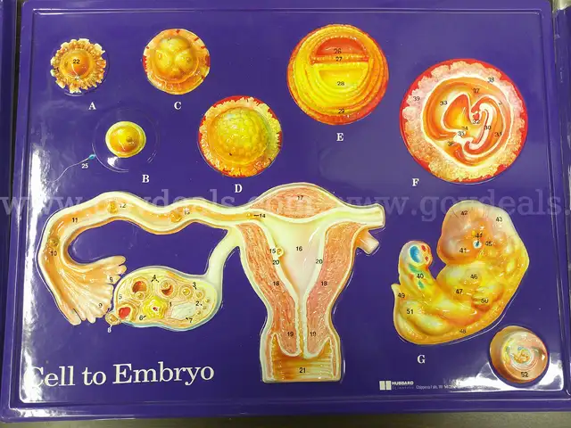 Assortment of Anatomy Models