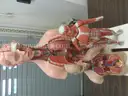 Assortment of Anatomy Models