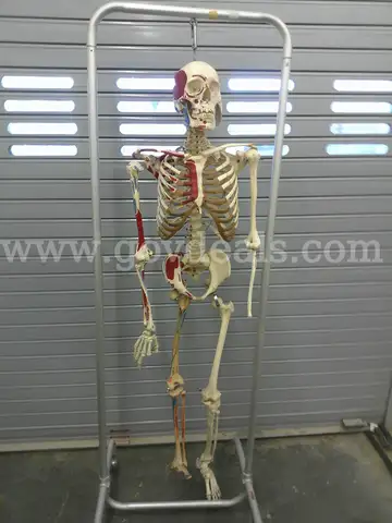 Skeleton Model