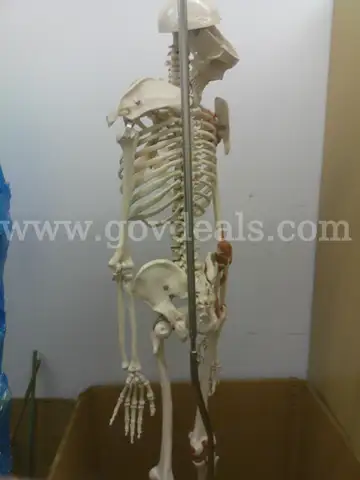 Skeleton Model
