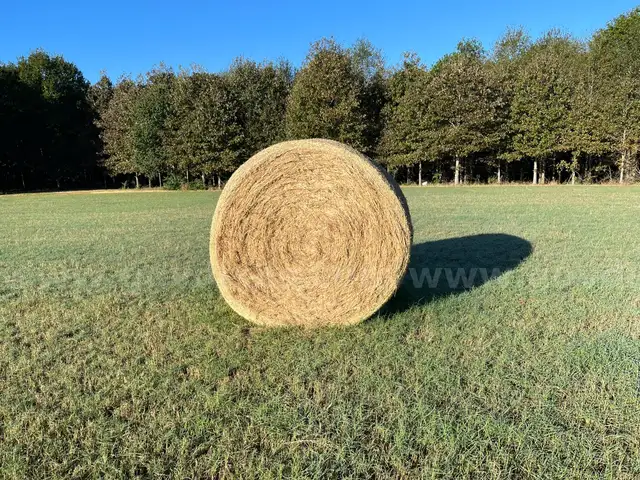 125 4&#x27;x5&#x27; rolls of Bermudagrass hay