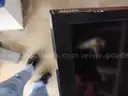 sharp Aquos TV