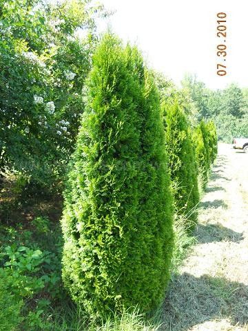 Western Arborvitae Qty 87 | GovDeals