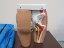 Medical Training Models (209412 AJ)