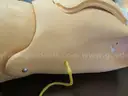 Medical Training Models (209412 AJ)