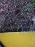 Train with 3 Cars