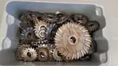 Horizontal Mill
