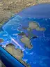 2005 Chevrolet Cobalt Abandoned Vehicle (NO KEYS)